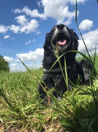 Dog lying on land against sky