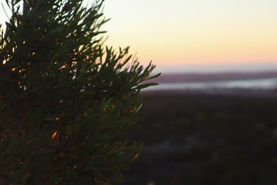 Close-up of plant by sea against sky during sunset