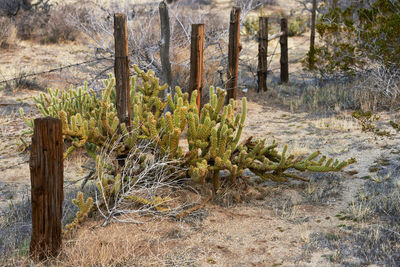plant