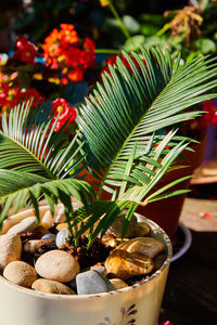 Close-up of potted plant