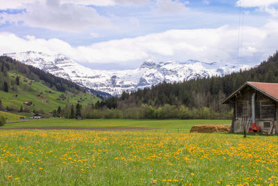 Scenic view of field against sky