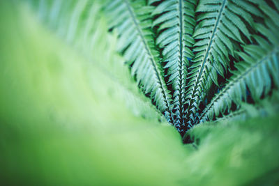 Close-up of fern