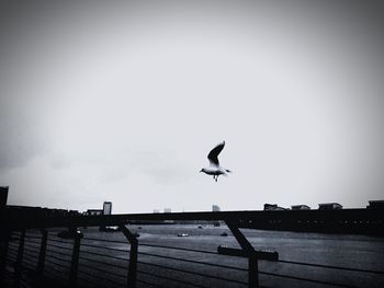 Seagull perching on railing