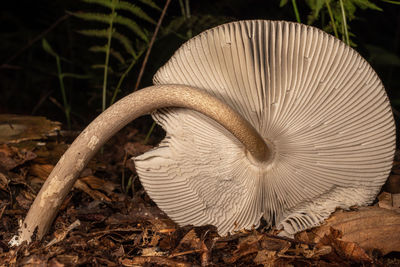 mushroom