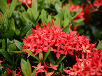 Close-up of red flowering plant