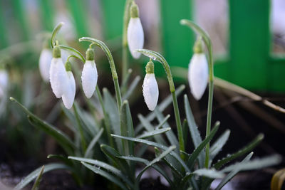 Close-up of white flowering plants against blurred background