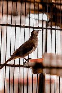 Close-up of bird perching on metal fence