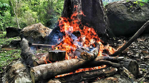 Campfire on field in forest