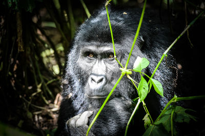 Close-up of chimpanzee looking away in forest