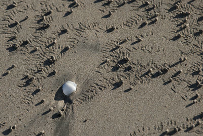 High angle view of shells on sand