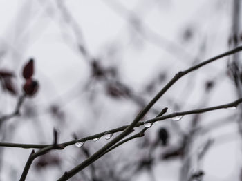 Close-up of branch against sky