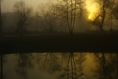 Silhouette of trees at sunset