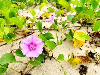 Close-up of pink flowering plant on land