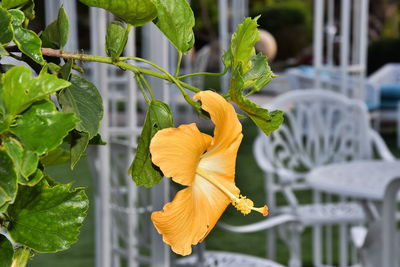 Yellow spring living flower in the garden