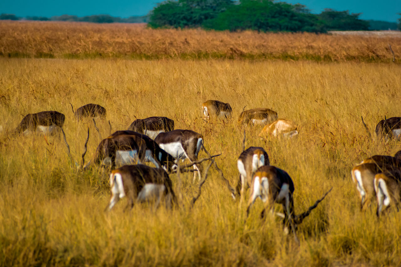 animal, animal themes, animal wildlife, wildlife, group of animals, mammal, grassland, savanna, antelope, herd, prairie, plant, grass, adventure, safari, nature, no people, environment, springbok, landscape, field, large group of animals, gazelle, domestic animals, plain, natural environment, outdoors, day, land, impala, travel destinations, sky, agriculture, tourism, beauty in nature