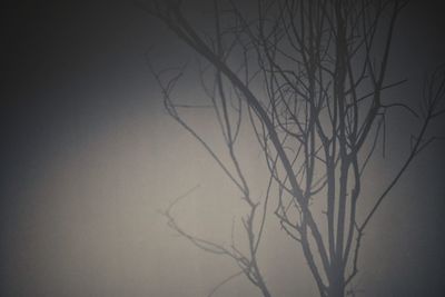 Low angle view of bare tree against sky at night