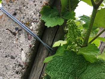 High angle view of leaf