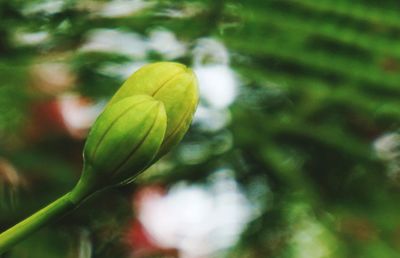 Close-up of flower buds