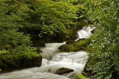 Scenic view of waterfall in forest