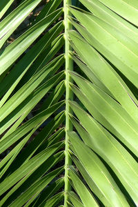 Full frame shot of palm leaves