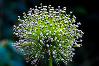 Close-up of flowers