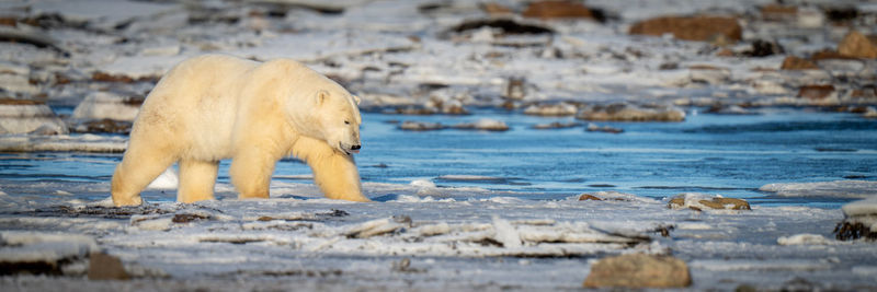 Panorama of polar bear crossing snowy tundra