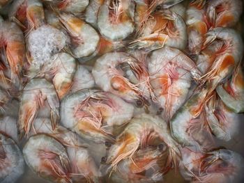 High angle view of crab for sale in market