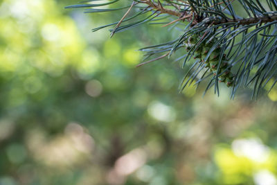 Close-up of pine tree branch