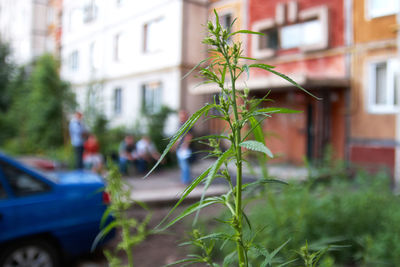 Plant growing in city against building