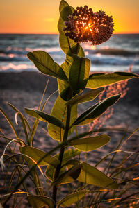 Close-up of plant growing at beach during sunset