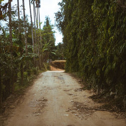 Dirt road amidst trees in forest