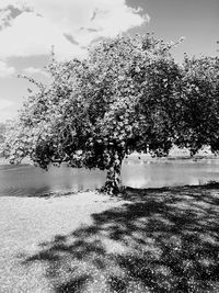 Trees on field against sky