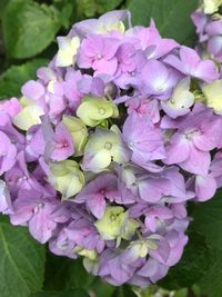 Close-up of purple flowers