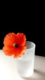 Close-up of orange hibiscus over black background