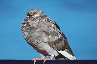 Low angle view of bird perching on tree
