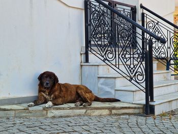 Close-up of black dog