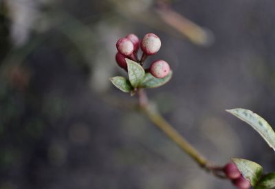 Close-up of fruit growing on plant