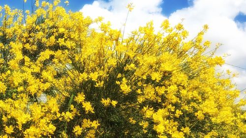 Flowers growing in field