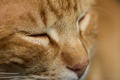 Close-up of cat sleeping
