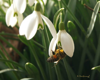 Close-up of insect on plant