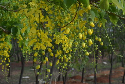 Yellow flowers growing on tree