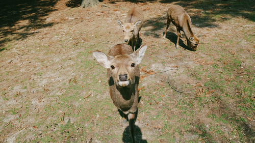 Portrait of deer