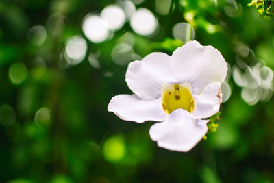 Close-up of bee on white flower blooming outdoors