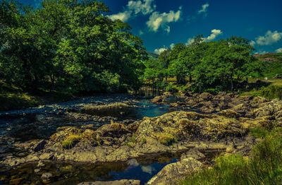 Scenic view of river amidst trees in forest