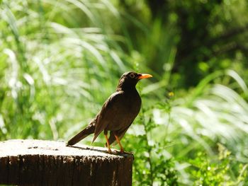 Close-up of bird perching on wooden post