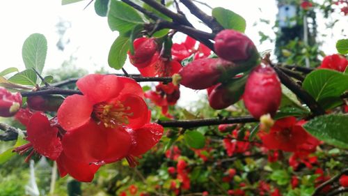 Close-up of red berries growing on tree