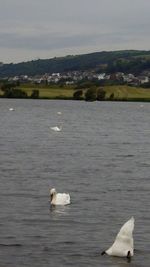 Seagull flying over water