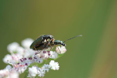 Close-up of insect on flower