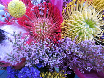 Close-up of pink flowers blooming outdoors