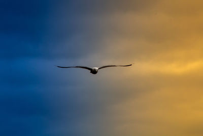 Low angle view of bird flying in sky